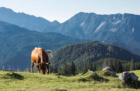 Cow on a mountain Stock Photos