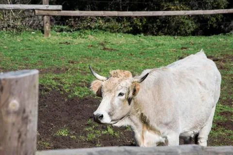 Cow in the mountain Stock Photos
