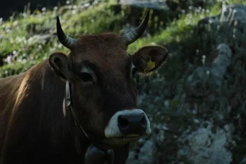 Cow on mountain Stock Photos
