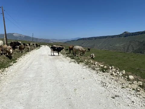 Cow mountain Stock Photos