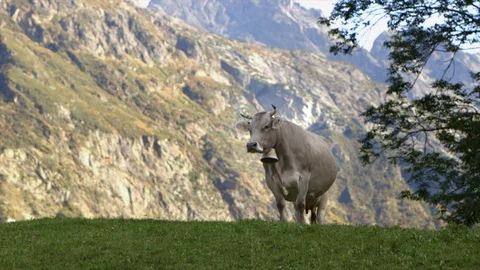 Cow in Mountain range 库存影片 123403546