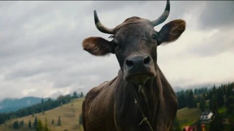Cow in mountains Stock Footage 244735817