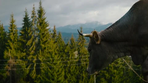 Cow in mountains Stock Footage 244735846