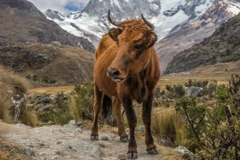 Cow in the mountains Stock Photos