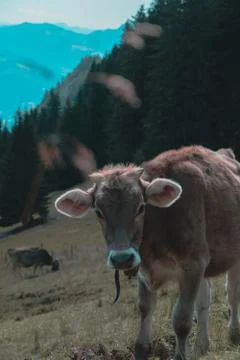 Cow in the mountains 写真素材