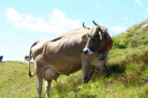 Cow in the mountains Stock Photos