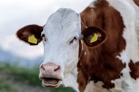 A cow in the mountains Fotos Stock