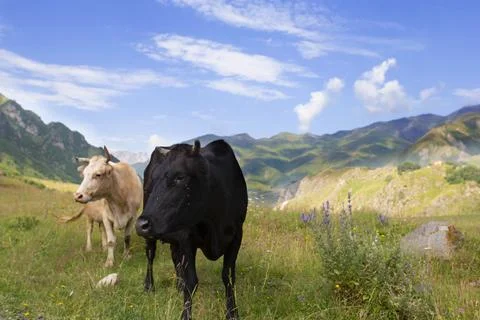 Cow in the mountains. Foto stock