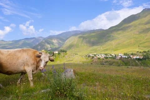 Cow in the mountains. Stock Photos