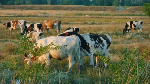 Cow mounting another cow Stock Footage 78252618
