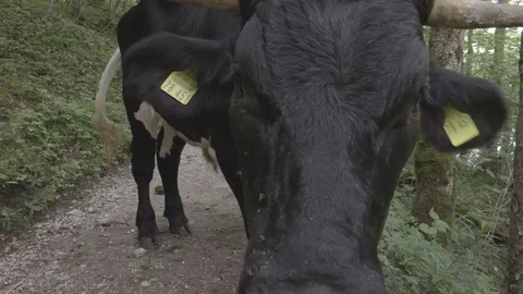 Cow is moving between the trees on the slope Stock Footage 83524849