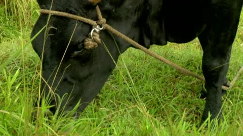 Cow munching on grass Stock Footage 22148960