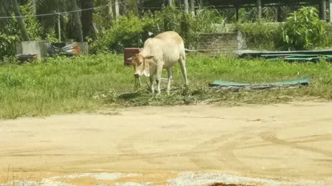 Cow munching grass Vidéo 232368989