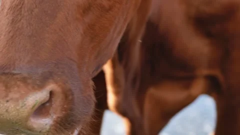 Cow muzzle close-up with drool, livestock showing natural behavior on farm 動画素材 346225486