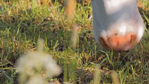Cow muzzle grazing on the meadow, Close up Stock Footage 108948924