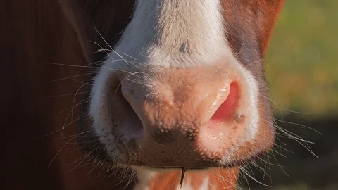 Cow muzzle grazing on the meadow Stock Footage 108939441