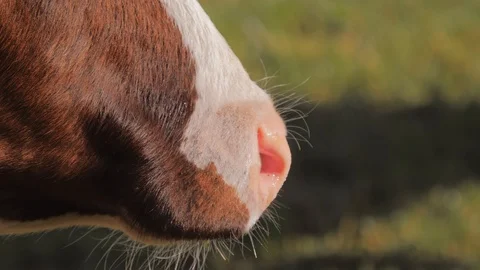 Cow muzzle grazing on the pasture, Close up Vidéo 108938372