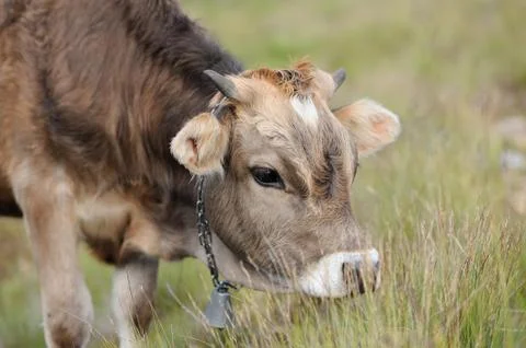 Cow in nature Stock-Fotos