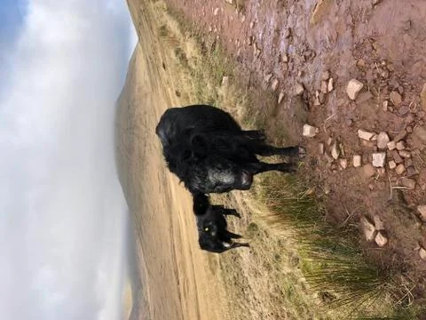 Cow in Nature Foto stock