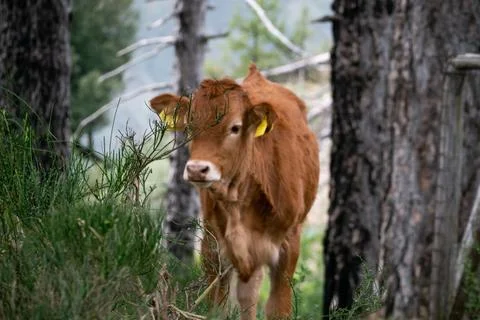 A cow in the nature Stock Photos