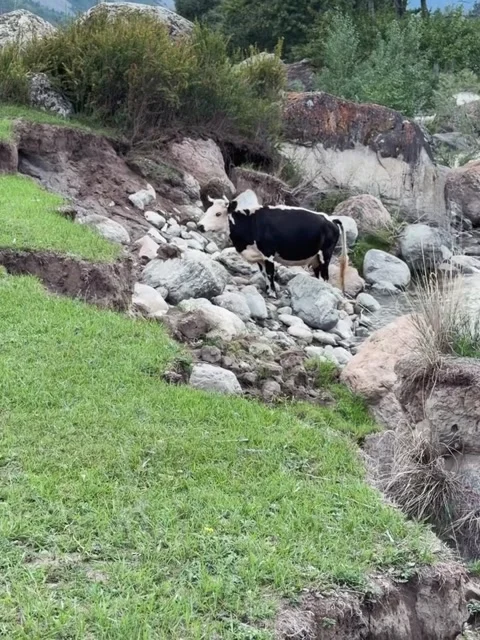 Cow Navigating Rocky Riverbed Vídeos de archivo 341132635