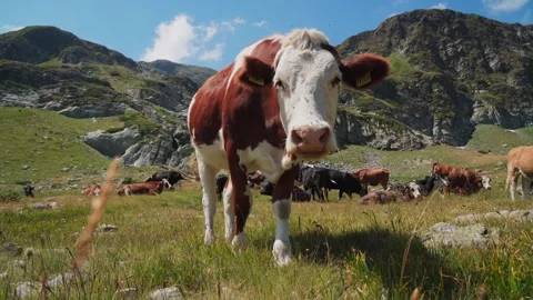 Cow From Behind Stock Footage ~ Royalty Free Stock Videos | Pond5