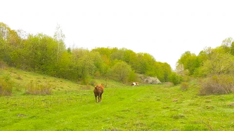 Cow near grove. Springtime. Stock Footage 63279276