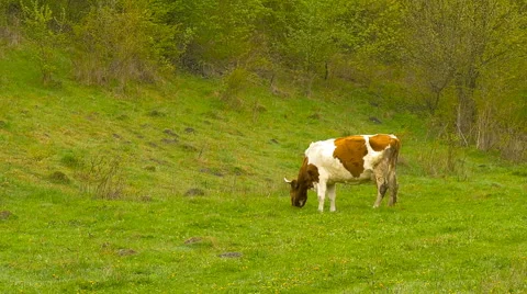Cow near grove. Springtime. Stock Footage 63280270