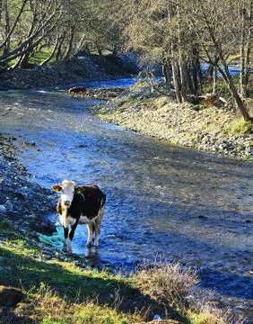 Cow next to river Stock Photos