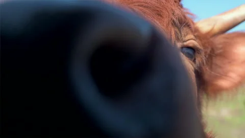 Cow nose close up Stock Footage 171762523