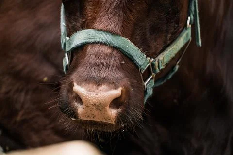 Cow nose close up Stock Photos