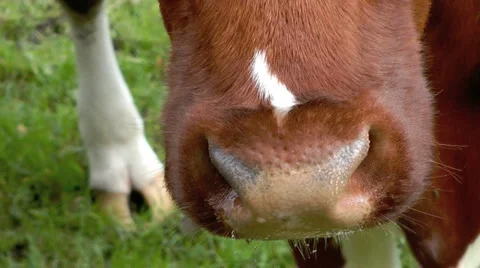 Cow nose Stock Footage 1031966