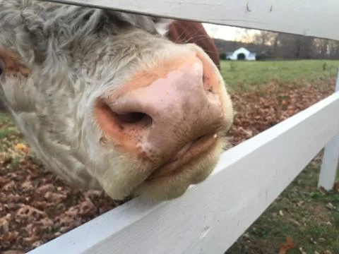 Cow nose Foto stock