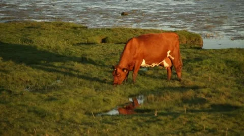 Cow NRF 1 스톡 동영상 11883437