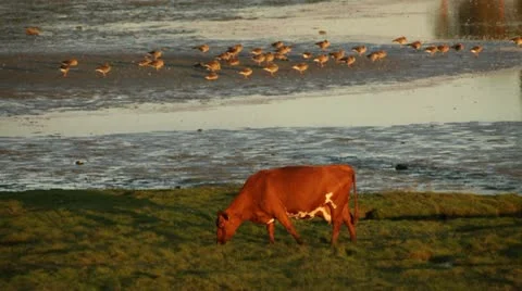 Cow NRF 2 Stock-Footage 11883349