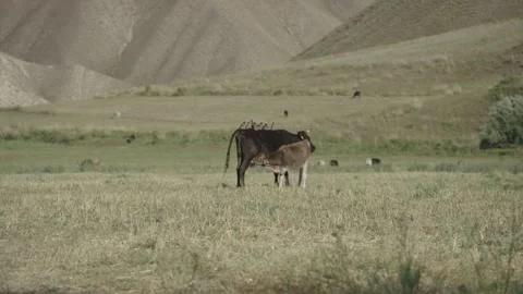 Cow nursing a calf below eroded hills, Kyrgyzstan Stock Footage 347243146