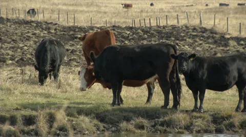 Cow nuzzling and grazing Stock Footage 31821487