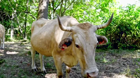 Cow one Stock Footage 316071727