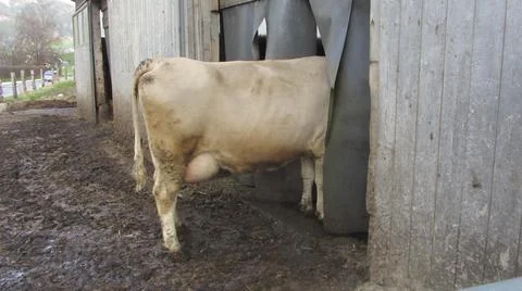 Cow in an open barn Stock Photos