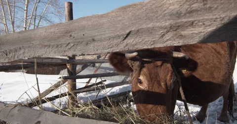A cow in an open pen eats hay on a sunny day in winter Stock Footage 138863966