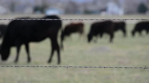 Cow out of focus Stock Footage 10915927