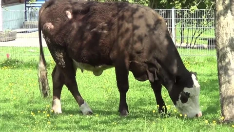 Cow outside in summer eat grass Stock Footage 246715629