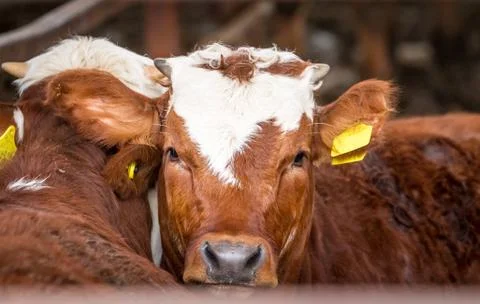 Cow in the paddock in farm Stock Photos
