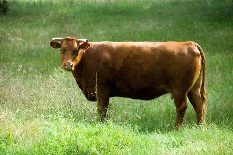 Cow in a Paddock Stock Photos