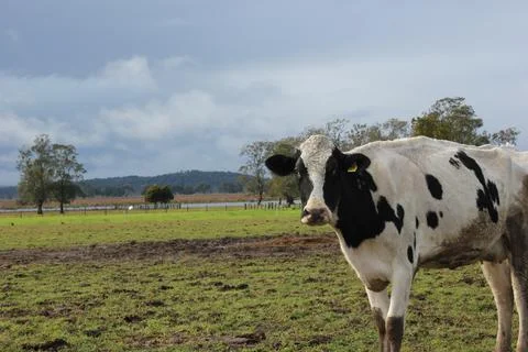 Cow in paddock Stock Photos