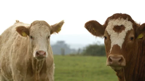 Cow pair staring into camera (Close up Stock Footage 163160418