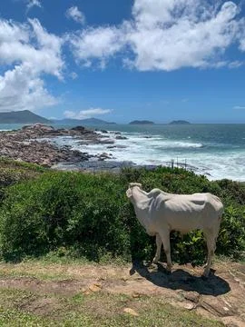 A cow in a paradisiacal view on the beach Stock-Fotos