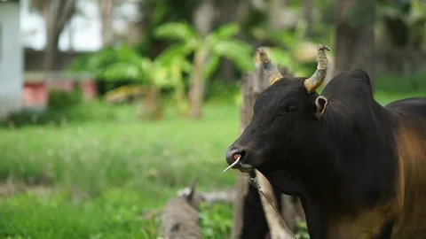 Cow in park Stock Footage 120974630