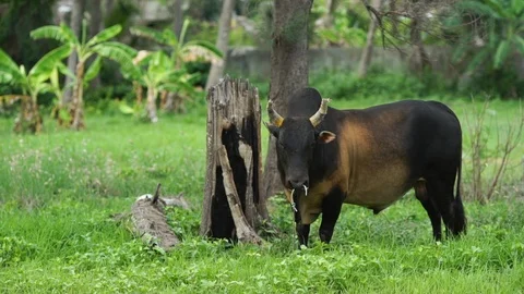 Cow in park Stock Footage 120974944