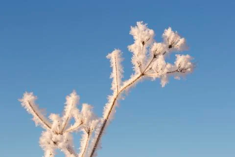 Cow Parsley Covered in Frost Foto stock